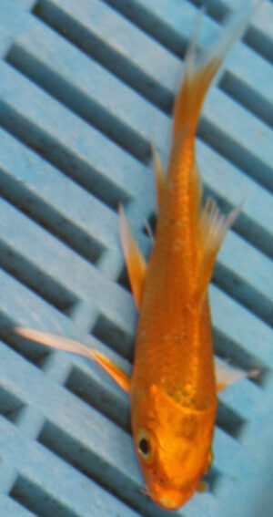3-4''  Hand Selected Ghost Butterfly Ko Carp (KR65)