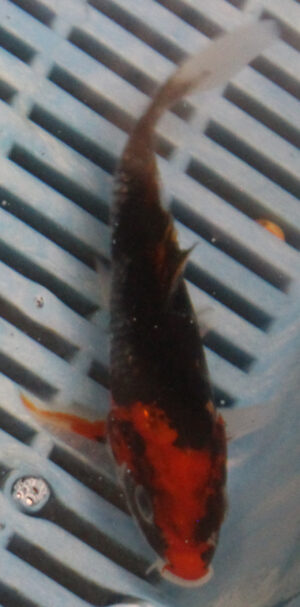 5-6'' Hand Selected Koi Carp (KC13)