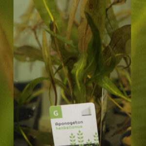 Aponogeton Henkelionus pot 