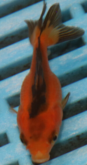 5-6cm High Quality Oranda (OR7)