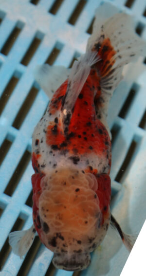 High Quality Oranda 15-18cm (RR81)
