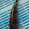 9/10'' Hand Selected Koi Carp (FR7)