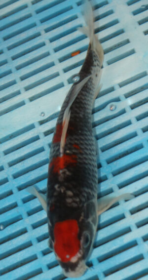 9/10'' Hand Selected Koi Carp (FR7)