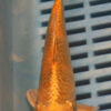 6-7'' Hand Selected Koi Carp (KR39)