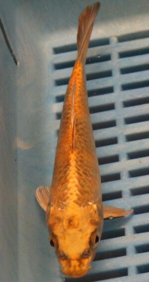6-7'' Hand Selected Koi Carp (KR39)