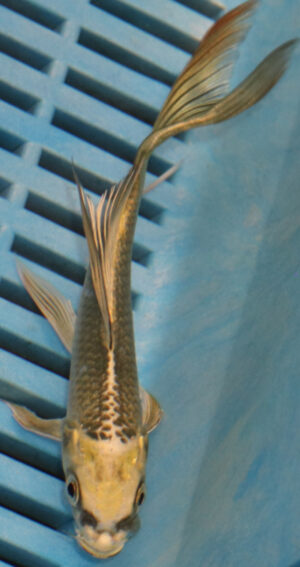 5-6'' Hand Selected Ghost Butterfly Koi Carp (KR52)