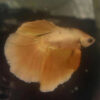 Photograhed Betta 7