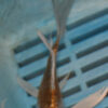 5-6'' Hand Selected Ghost Butterfly Koi Carp (BK57)