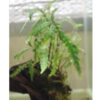 Hygrophila Pinnatifida On Wood  '' **NEW** 