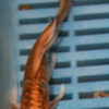 5-6'' Hand Selected Ghost Butterfly Koi Carp (KR53)