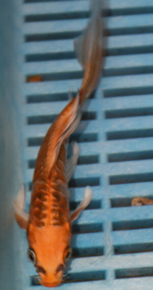 5-6'' Hand Selected Ghost Butterfly Koi Carp (KR53)