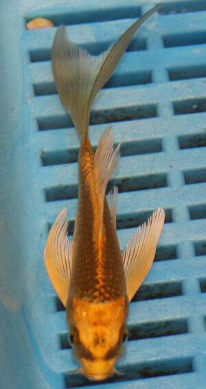3-4'' Hand Selected Ghost Butterfly Koi Carp (KR66)