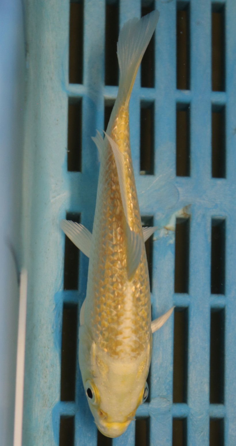5-6'' Hand Selected Koi Carp (KR26)
