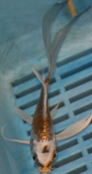5-6'' Hand Selected Ghost Butterfly Koi Carp (BK57)