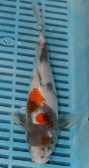 9/10'' Hand Selected Koi Carp (FR8)