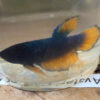 Photograhed Betta 8