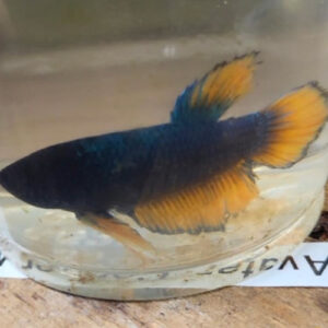 Photograhed Betta 8