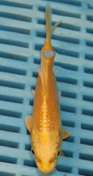 4-5'' Hand Selected Koi Carp  (KR7)