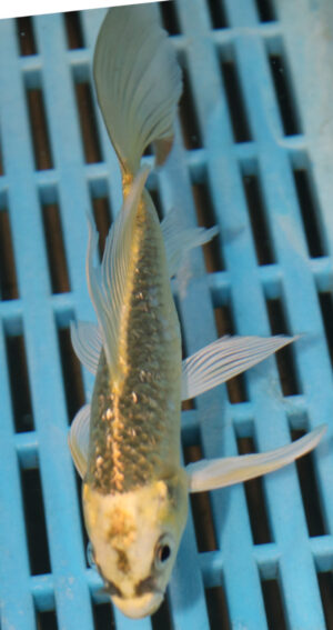 5-6'' Hand Selected Ghost Butterfly Koi Carp (KR54)