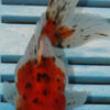 High Quality Oranda 9-11cm (RR72)