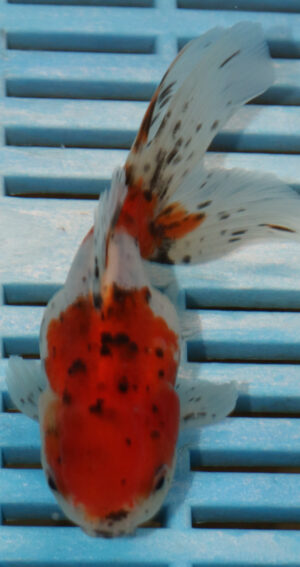 High Quality Oranda 9-11cm (RR72)