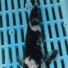 9/10'' Hand Selected Koi Carp (FR9)