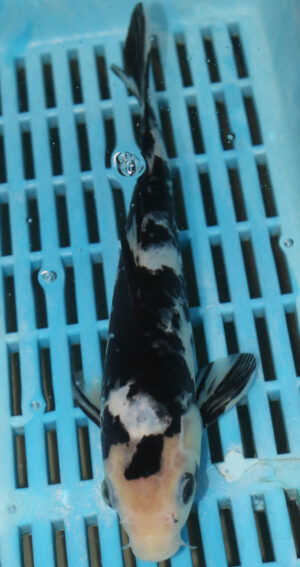 9/10'' Hand Selected Koi Carp (FR9)