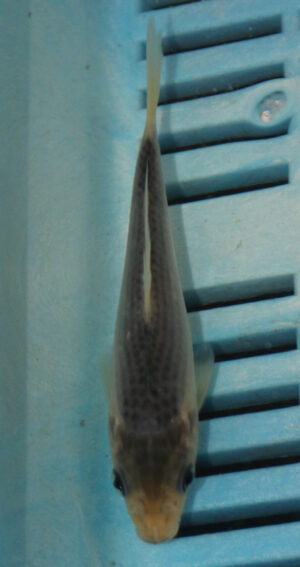 4-5'' Hand Selected Koi Carp  (KR8)
