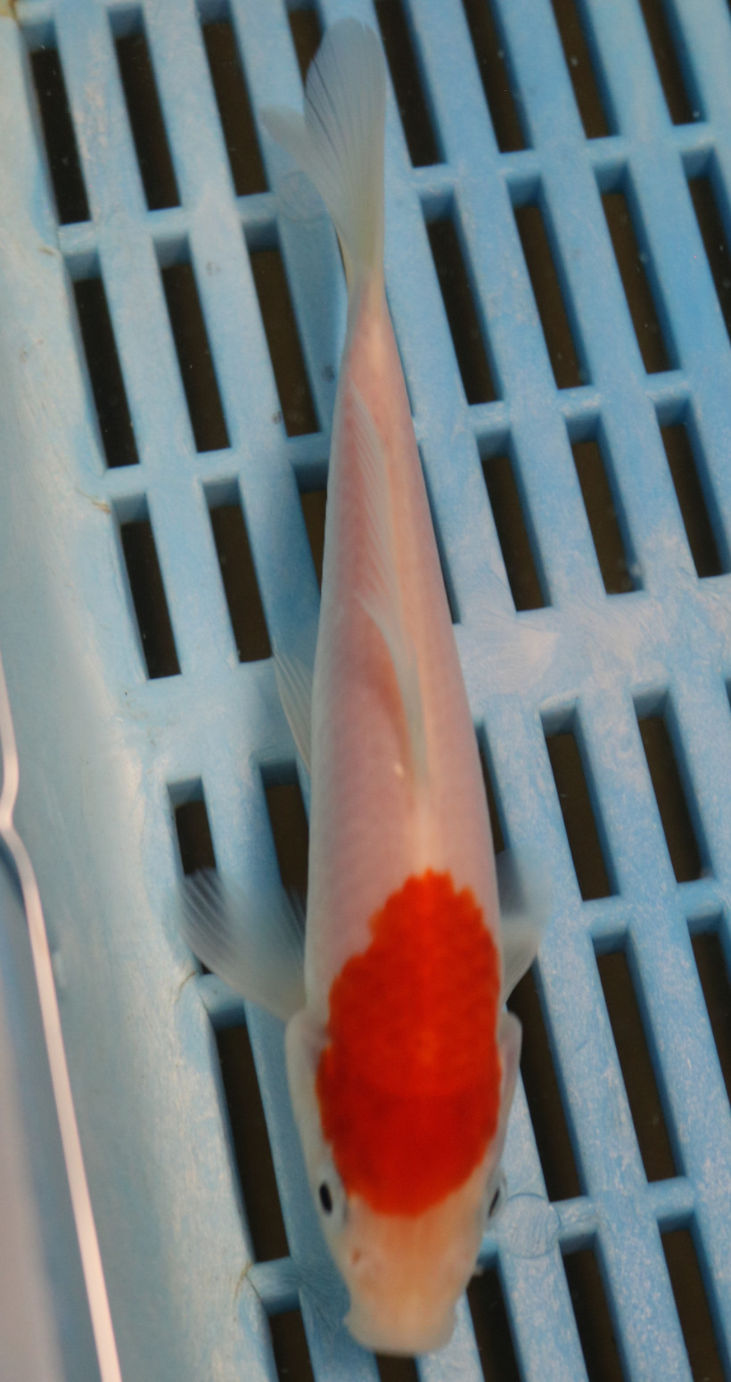 6-7'' Hand Selected Koi Carp (KR41)
