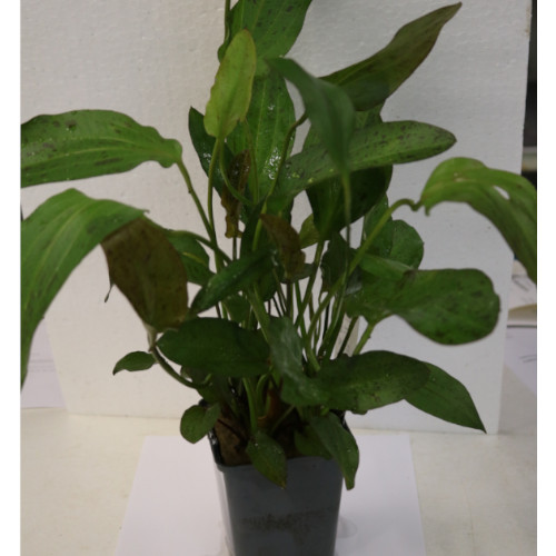 Jumbo Mother Plant Echinodorus Ozelot