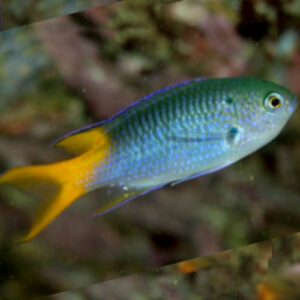 Yellowtail Demoiselle