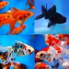 5 x Assorted Fantail Pack 5-6cm