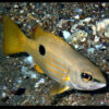 Dory Snapper