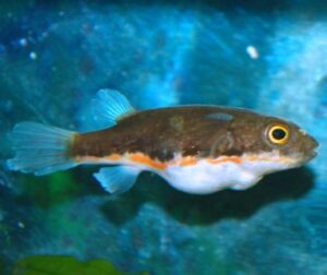 Sumauri Puffer