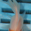 5-6cm High Quality Oranda (RR207)