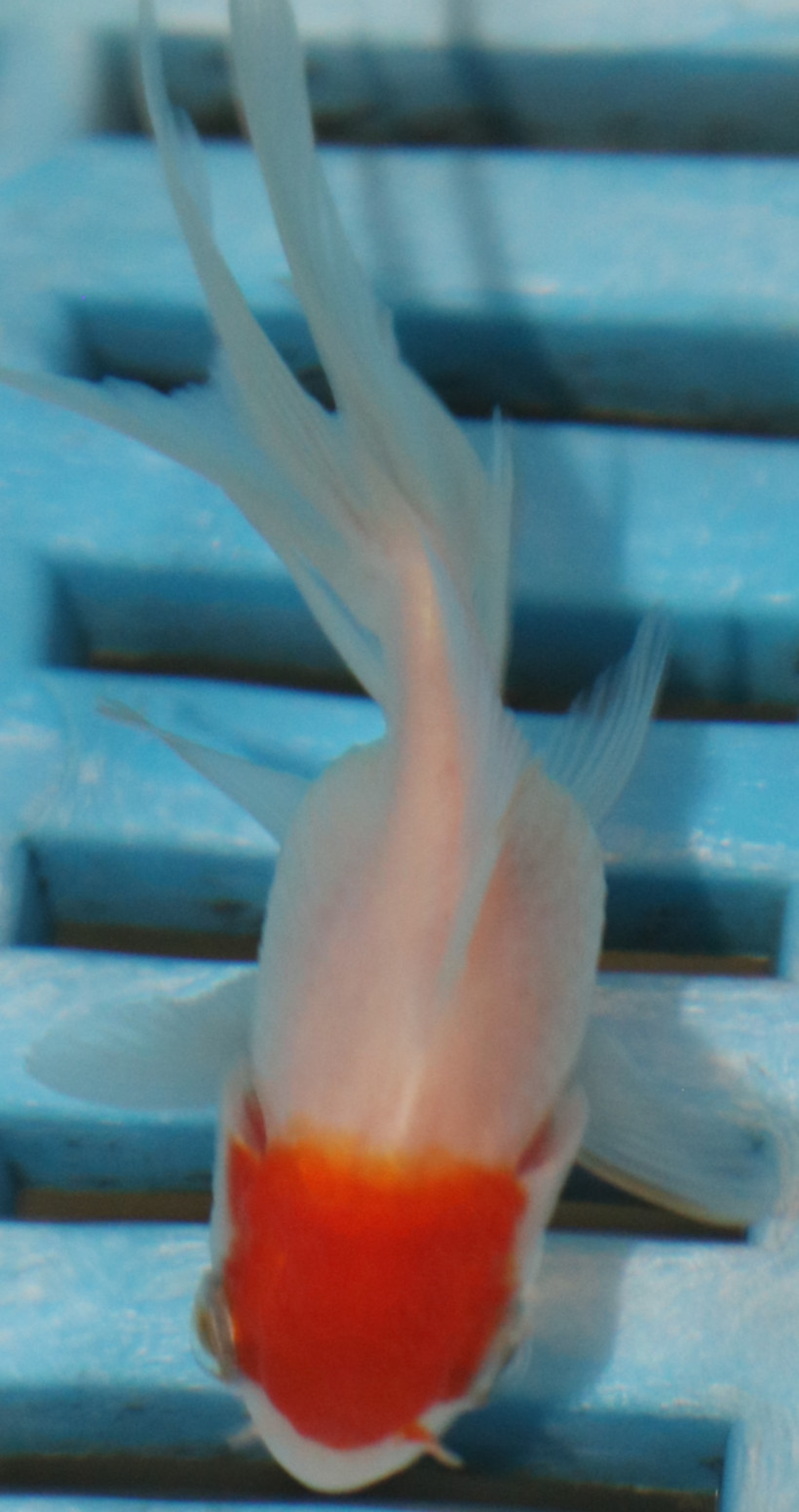 5-6cm High Quality Oranda (RR207)