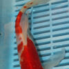 9/10" Photographed Shubunkin (GF50)