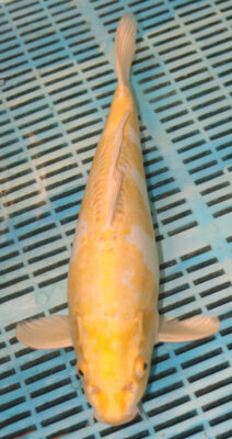 Hariwake Koi Carp