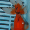High Quality Oranda 11-13cm (RR166)