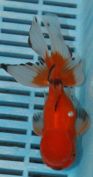 High Quality Oranda 11-13cm (RR166)