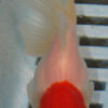 High Quality Telescopic Eye 9-11cm (RR126)  