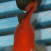 5-6cm High Quality Oranda (RR208)
