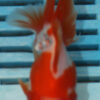 High Quality Oranda 11-13cm (RR169)