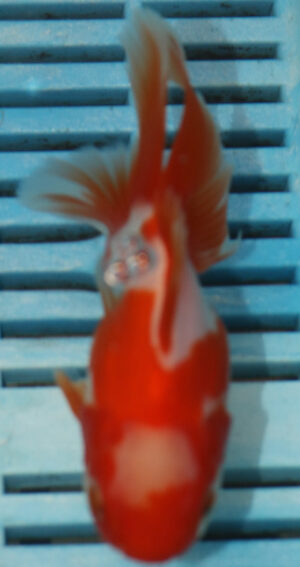 High Quality Oranda 11-13cm (RR169)