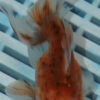 High Quality Oranda 11-13cm (RR173)