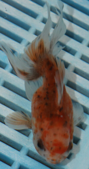 High Quality Oranda 11-13cm (RR173)