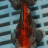 High Quality Telescopic Eye Fantail 9-11cm (RR202)