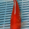 9/10" Photographed Shubunkin (GF52)
