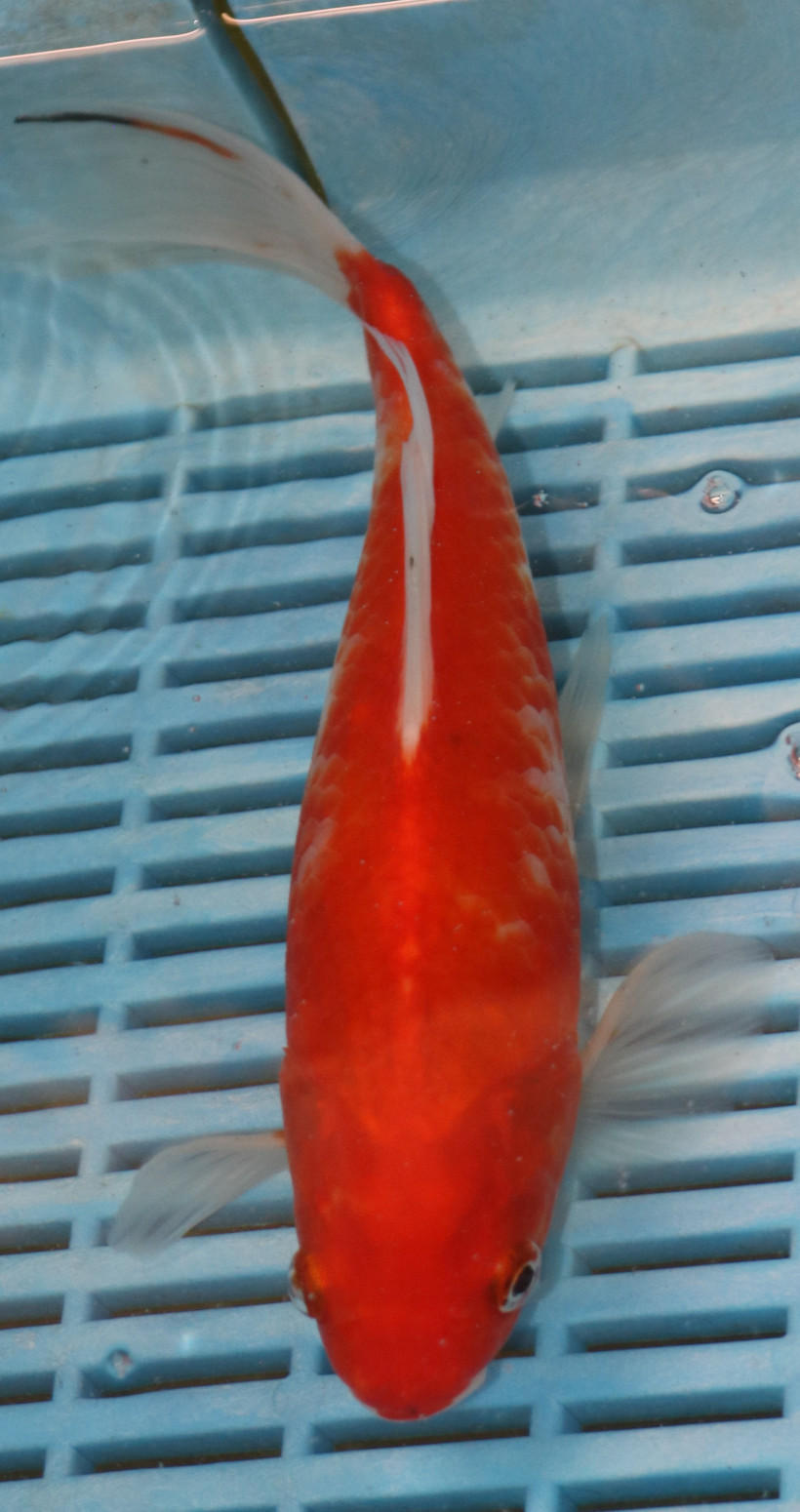 9/10" Photographed Shubunkin (GF52)