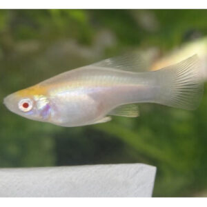 Red Eye Albino White Sword